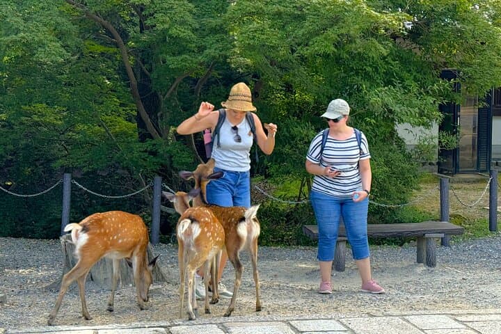 Nara: Half-Day Private Tour of 4 Must-See Spots & Deer Park — photo 3