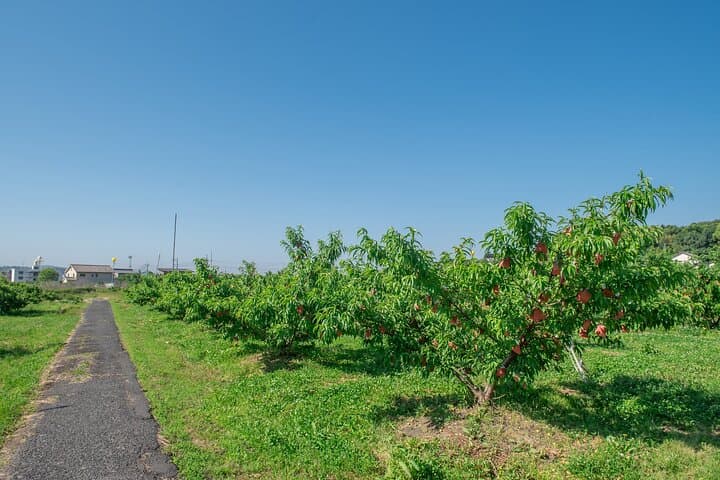 Okayama Kurashiki Harvest: 1 Fruit Pick & 3 Souvenirs(60m) — photo 7