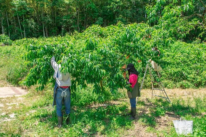 Nakatsu Orchard Fruit Tasting Tour — photo 7