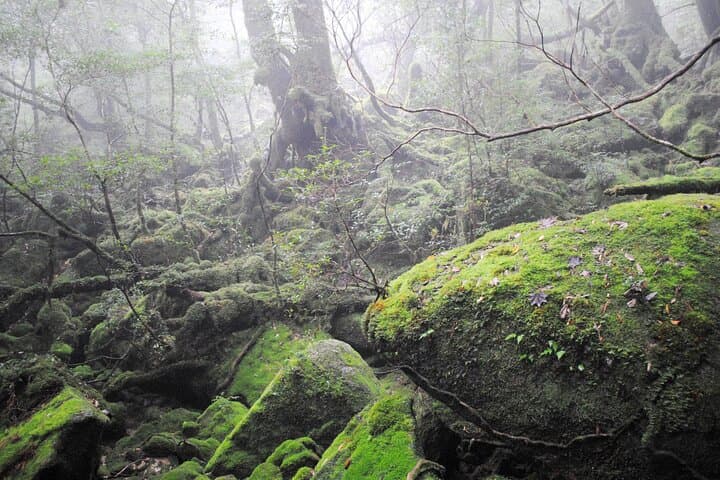 Day Trip to Yakushima by High Speed Jetfoil Toppy from Kagoshima — photo 8