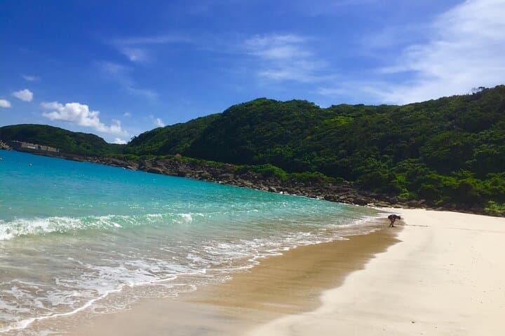 Day Trip to Yakushima by High Speed Jetfoil Toppy from Kagoshima — photo 6