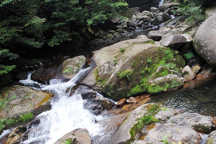 Day Trip to Yakushima by High Speed Jetfoil Toppy from Kagoshima — photo 4