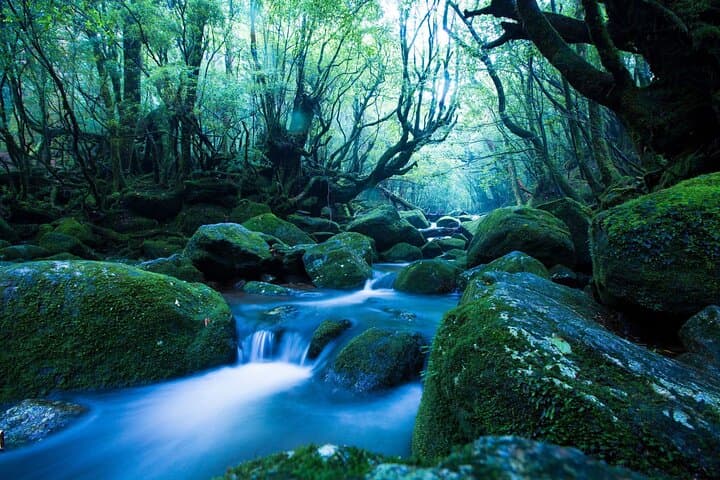 Day Trip to Yakushima by High Speed Jetfoil Toppy from Kagoshima — photo 3