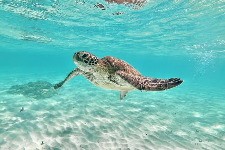 Cheap Miyakojima (Clear SUP & Sea Turtle Snorkel) No extra charge | Full refund guarantee | Free rentals and photos | 1 year old - OK! — photo 7