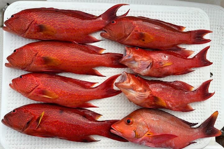 Fishing experience on a private small boat on Ishigaki Island - Meet empty-handed!Fish.Let's eat.~ 【1 day course】 — photo 3