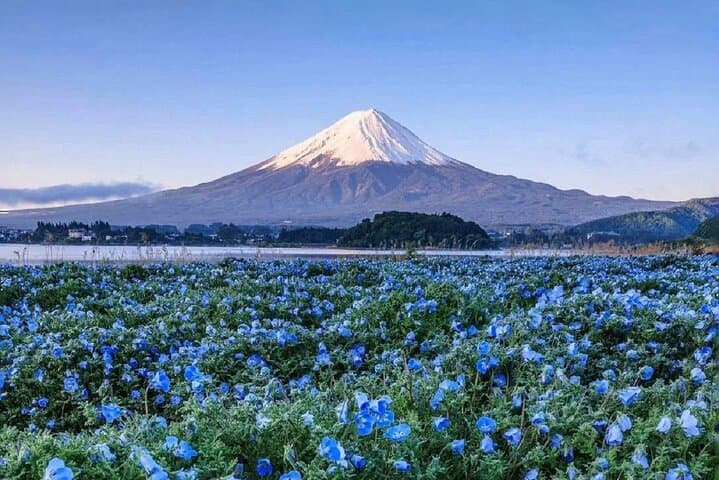 Mt. Fuji Day tour: Kawaguchi Lake Ropeway, Matcha, Oshino Hakkai — photo 4