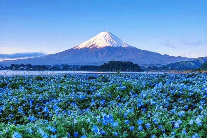 Mt.Fuji Arakurayama Sengen Park,Oshino Hakkai,Kawaguchi Lake Tour — photo 9