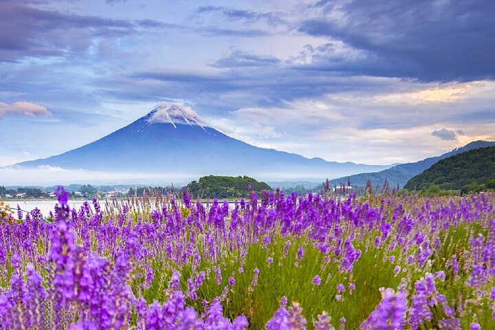Mt.Fuji Arakurayama Sengen Park,Oshino Hakkai,Kawaguchi Lake Tour — photo 10