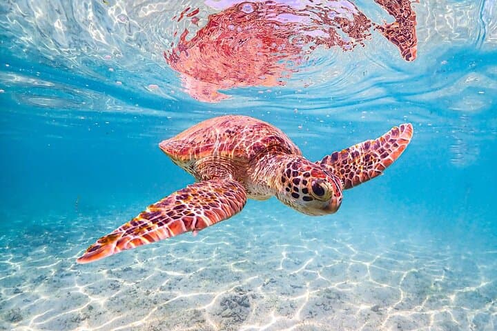 Miyakojima:Snorkeling｜Pick-up OK｜sea turtles & Fish and coral — photo 16