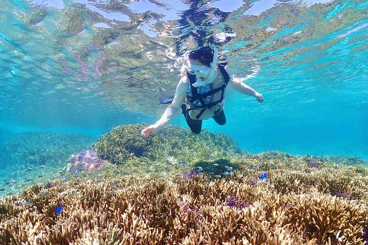 Miyakojima:Snorkeling｜Pick-up OK｜sea turtles & Fish and coral — photo 18