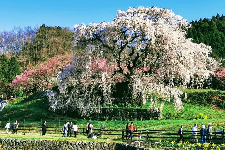 Speak Japanese in 1 Day – Kansai Airport Private Tour (6–8h) — photo 13