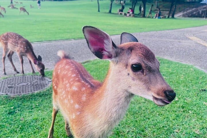 Kyoto & Nara: Private Day Tour by luxury Vehicle & English Guide — photo 3