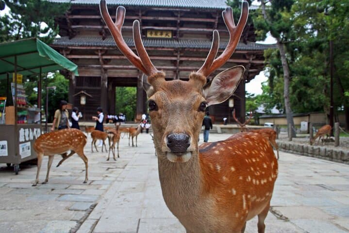 Most Popular Kyoto and Nara Day Trip to Torii Gates and Temples — photo 20
