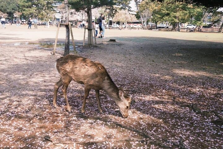 Nara and kyoto adventures private vehicle tour — photo 4