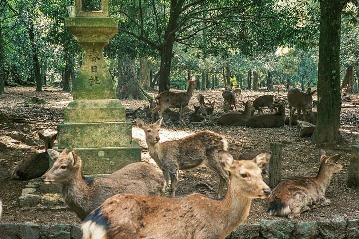 Osaka＆Nara Private Highlights Customizable Tour English Driver — photo 11