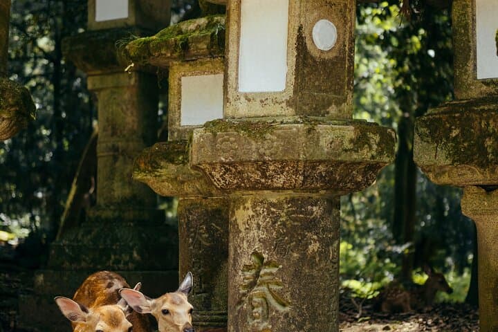 Osaka＆Nara Private Highlights Customizable Tour English Driver — photo 12