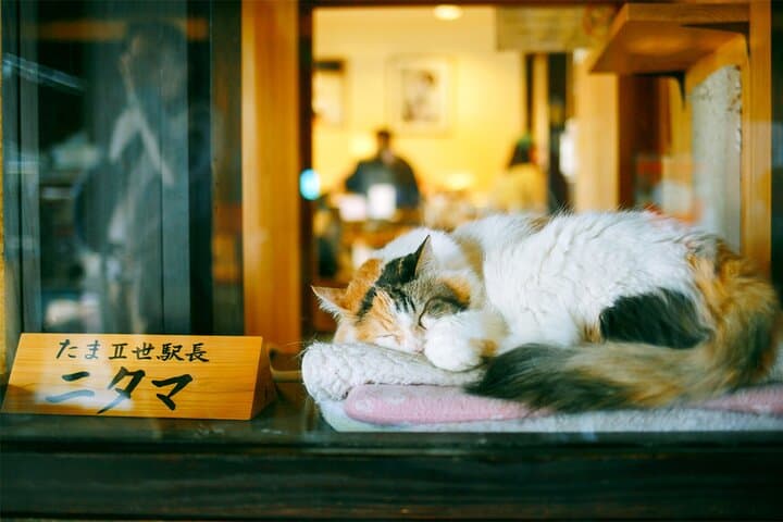 Osaka Wakayama Cat Train, Seafood market, Hot Springs Tour — photo 3