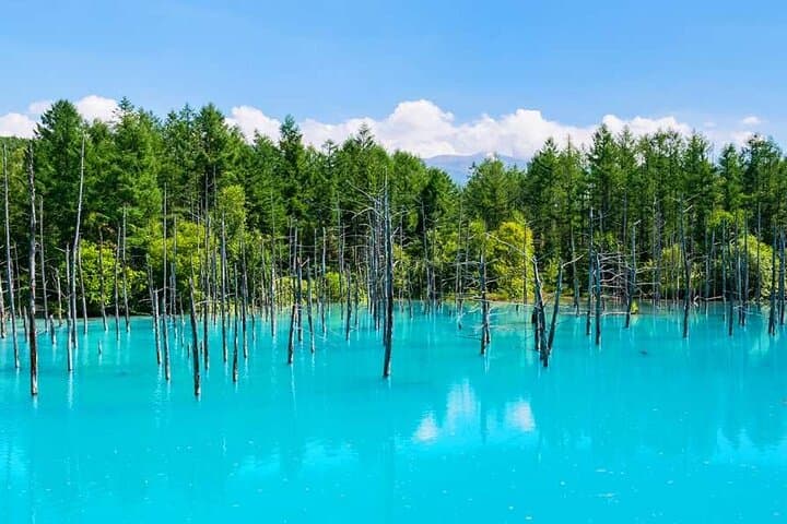 Hokkaido Flowers and Blue Pond Tour — photo 2
