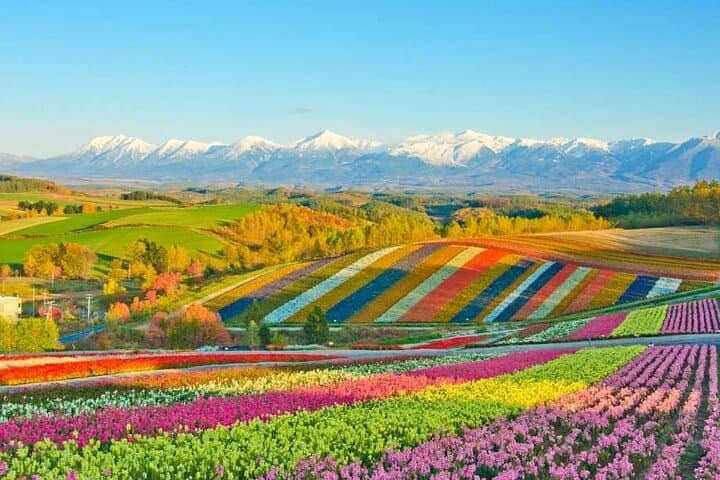 Hokkaido Flowers and Blue Pond Tour — photo 3