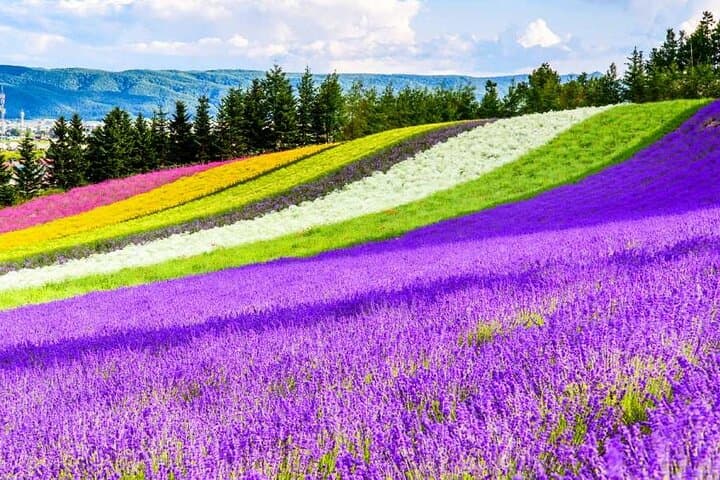 Hokkaido Flowers and Blue Pond Tour — photo 4