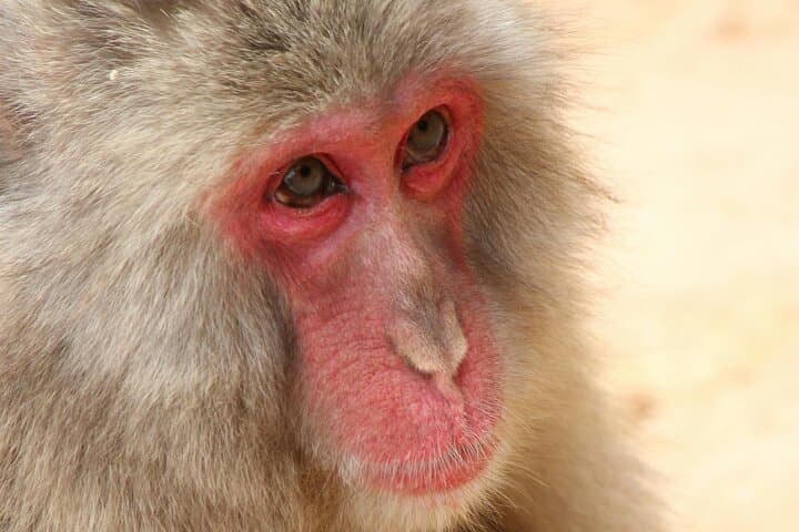 Fushimi Inari - Arashiyama: Torii Gates, Bamboo, Monkeys & Secret — photo 17