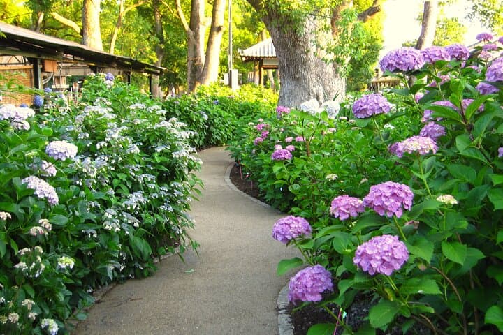 Kyoto Private Hydrangea Tour by Car and Rail — photo 4