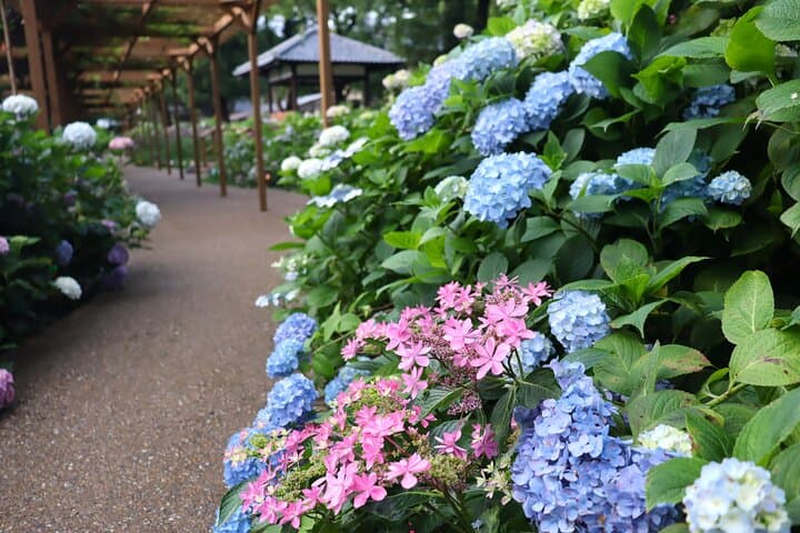 Kyoto Private Hydrangea Tour by Car and Rail — photo 5