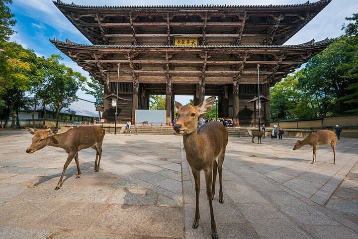 Private Shore Excursion: Osaka&Nara Tour from Osaka/Kobe Port — photo 8