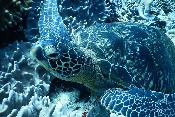 [Half day] Charter diving experience at Ishigaki Island - Novices welcome!!～ — photo 10