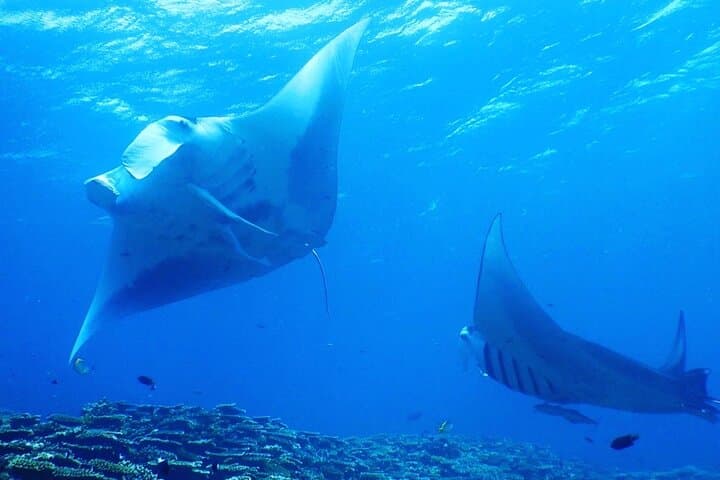 Sea Turtle Snorkel Tour to Swim with Corals and Fish on Ishigaki Island～ — photo 9