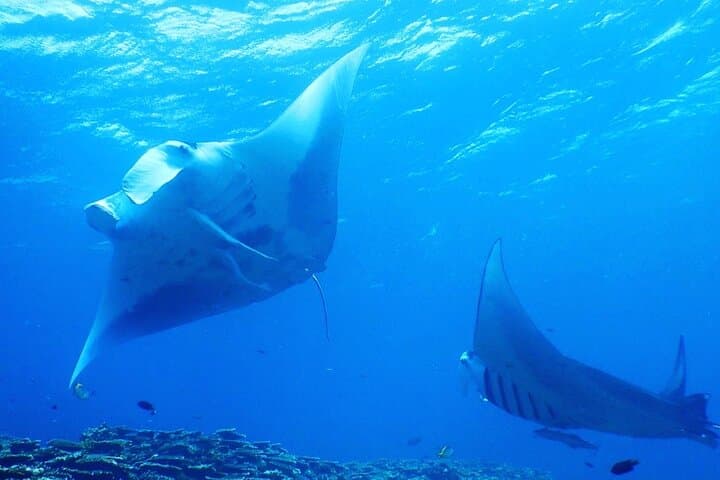 [Half day] Charter diving experience at Ishigaki Island - Novices welcome!!～ — photo 6