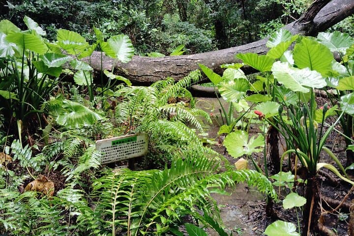 Okinawa: Sacred Sefa Utaki Walk into Ryukyu’s Spiritual — photo 8