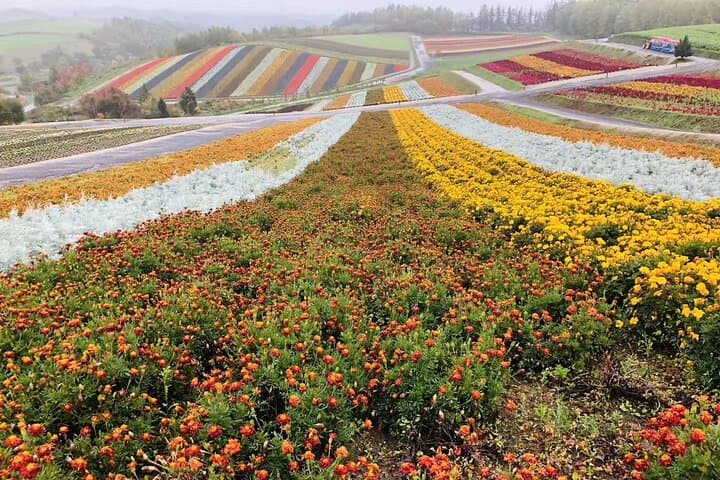 Furano & Biei Private Tour：Custom Scenic Route（from Sapporo） — photo 6