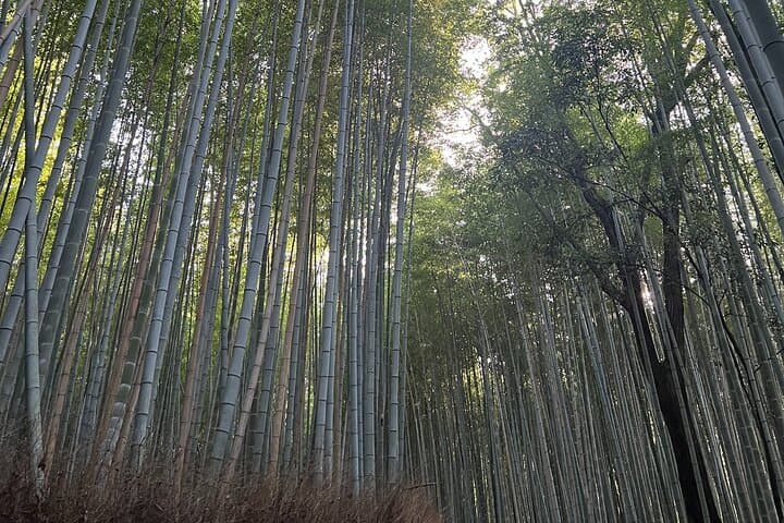 Private Customized Kyoto Tour with Expert Guide For Family — photo 20