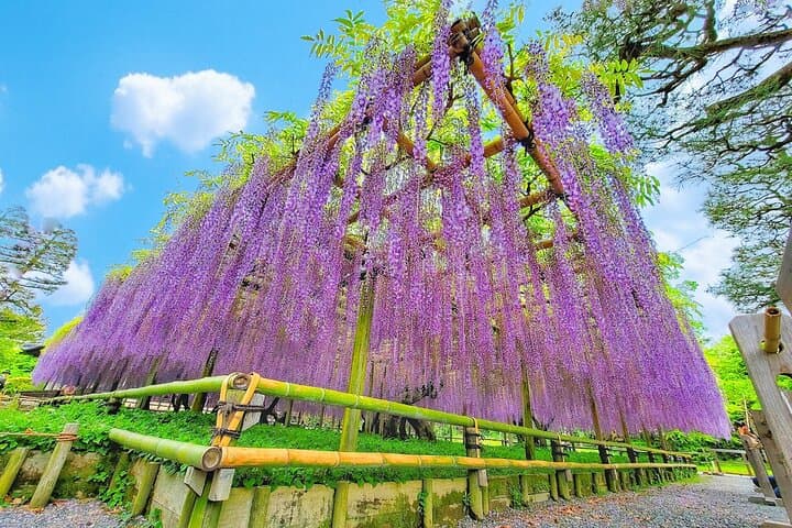 Kyoto & Uji Day Tour: Golden Pavilion, Kiyomizu-dera and Byodo-in — photo 1