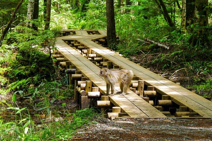 Kamikochi Private Summer Escape: Meet Wildlife in Pristine Nature — photo 3