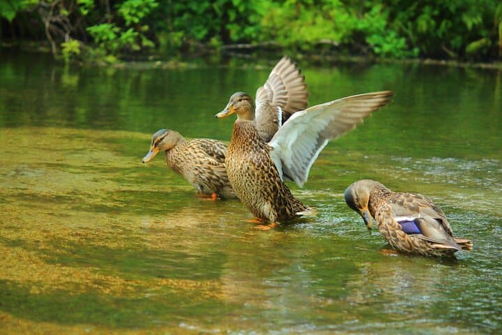 Kamikochi Private Summer Escape: Meet Wildlife in Pristine Nature — photo 4
