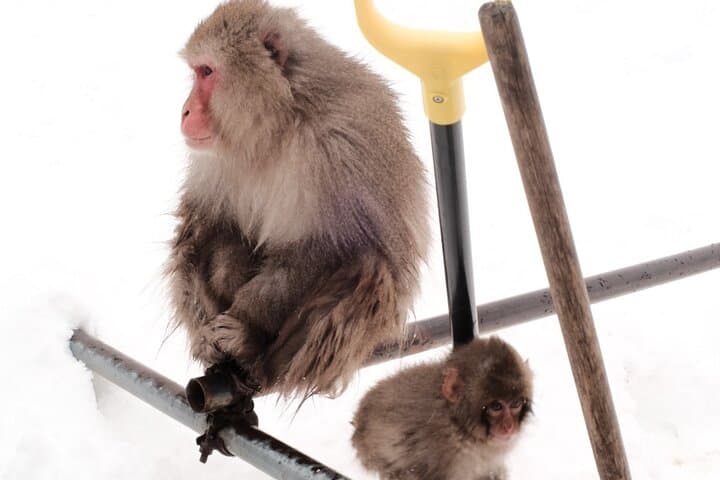 Nagano Snow Monkeys -Half day Private Tour — photo 4