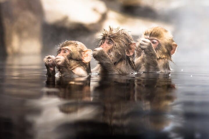 Nagano Snow Monkeys -Half day Private Tour — photo 2