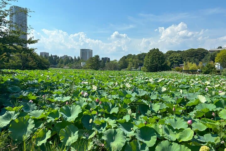 Ueno Park and Ameyoko Street Food Market Half Day Walking Tour — photo 15