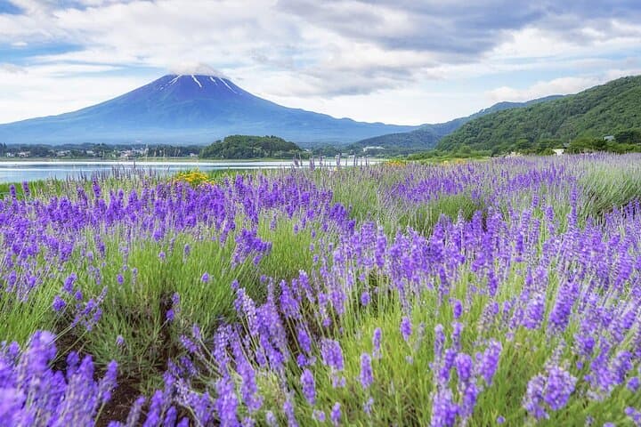 Mount Fuji Popular Sightseeing Tour — photo 3