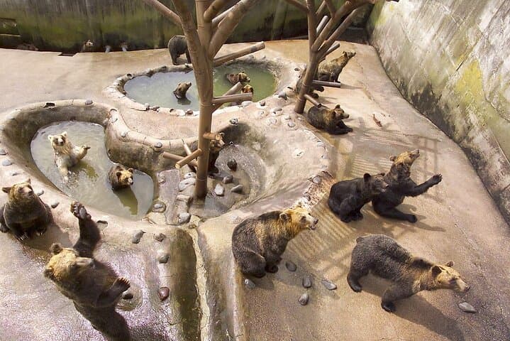 Noboribetsu Bear Park Ticket | Hokkaido — photo 2