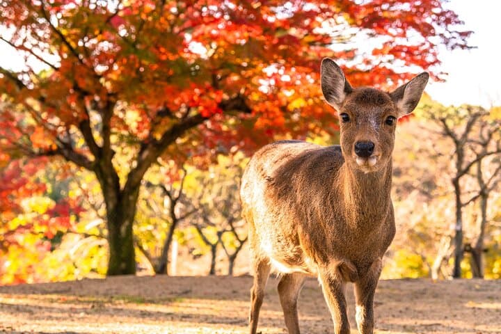 Kyoto Arashiyama, Nara Park, and Fushimi Shrine Tour — photo 7