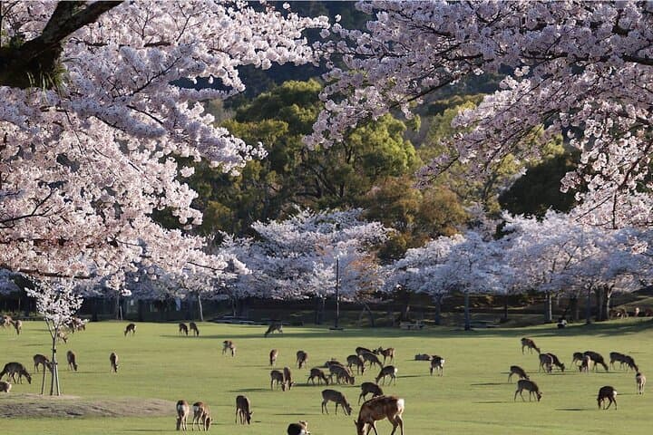 Kyoto Arashiyama, Nara Park, and Fushimi Shrine Tour — photo 8