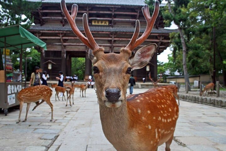 Kyoto Arashiyama, Nara Park, and Fushimi Shrine Tour — photo 13