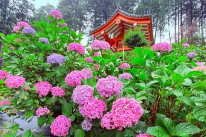 Kyoto Private Hydrangea Tour by Car and Rail — photo 6