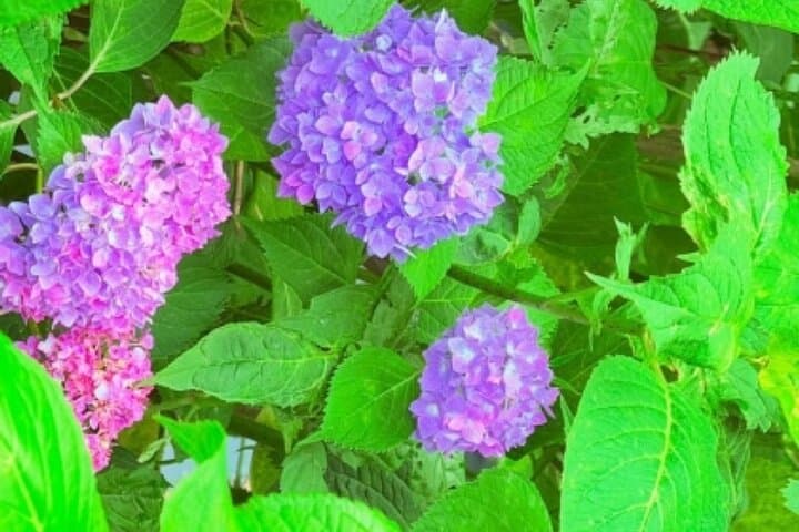 Kyoto Private Hydrangea Tour by Car and Rail — photo 7
