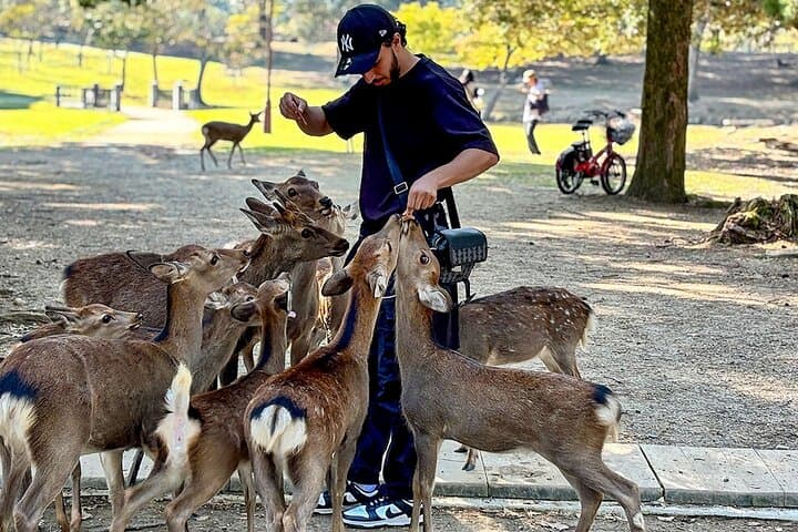 7 Days Best Japan Mini Group Tour with Toyko, Kyoto, Nara & Osaka — photo 9