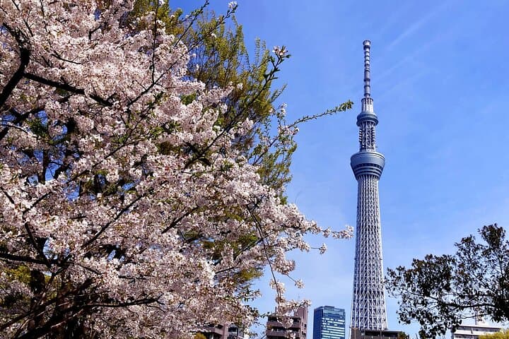 Explore Tokyo Like a Local – Shibuya, Asakusa & Private City Tour — photo 14