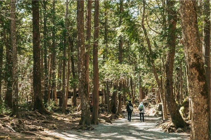 Mt. Fuji Hidden Gems & Aokigahara Forest Private Tour — photo 17